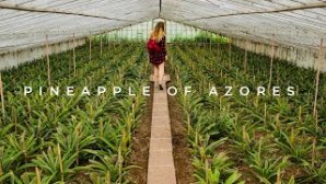How Azoreans Grow the Best Pineapples in the World